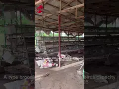 Customization 120 Birds  Automatic Poultry Brooding Cage System For Pullet Chicks Sandy