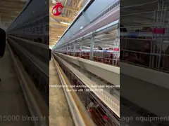 Компьютерная контролируемая поднимая автоматическая звезда оборудования клетки цыпленка video