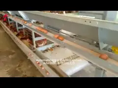 H Type 30000 Birds Automatic Egg Layer Chicken Cage With Manure Conveyor Belt Ada video