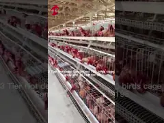 Сельское хозяйство слоя использует дом птицы клетки батареи 2 ярусов горячее погружение гальванизировало Sandy video