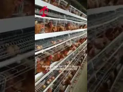 Лучший продавец Тип А 4 уровни горячее оцинкованные автоматические куриные батареи клетки для продажи Адела video