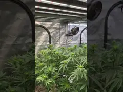 Aluminum Alloy 780W Led Hydroponic Lights For Indoor Plants