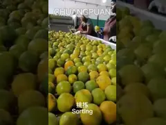 Линия производства апельсинового сока из нержавеющей стали Машина для извлечения апельсинового сока 50 Гц video