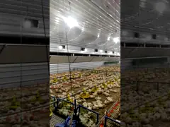Galvanized Sheet Livestock Farm House Steel Structure Breeder Chicken Houses