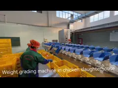 Gordel- / baktype Gewichtsgraderingsmachine voor op maat gemaakte slachthuisproductie