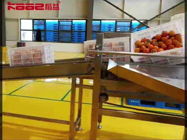 乾燥したクラシモンの加工ライン 乾燥したクラシモンのプロジェクト