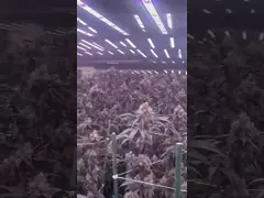 800W One Channel Dimmable Foldable LED Grow Lights For Indoor Plants