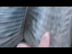 4 мм ПВХ покрытый цепной сцепление ограждение тканеная бриллиантовая цепная сцепление сетка ограждение video