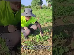 Сертифицированный натуральный растительный инсектицид порошок/жидкость 10 миллионов PIB/мг PrGV 0,2% Bt Экологически чистый video