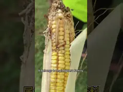 Biological Maize Crop Pesticides AcNPV Killing Agricultural Pests on Vegetable Fruit