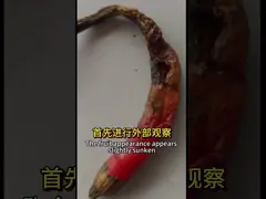 Promote Plant Growth CY30 Bacillus Velezensis Biologcal Fertilizer in Liquid Form