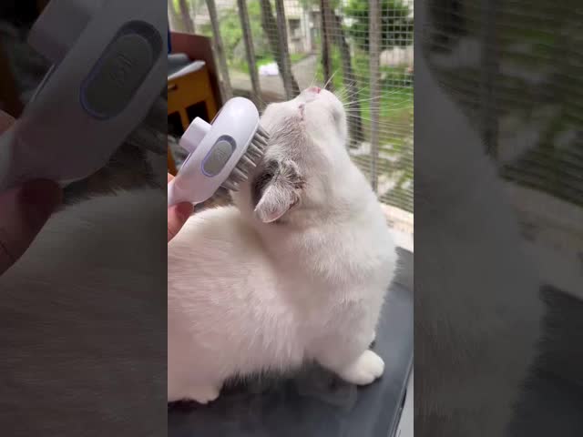 Pet spray comb