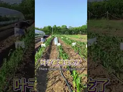 Cruciferous Vegetables Spodoptera Exigua Spodoptera Litura Killing Biopesticde Plant Insecticide
