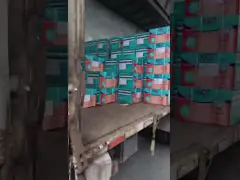 مادة سيلونية هيكلية 300 مل لبناء جدار ستائر مرآة ملونة