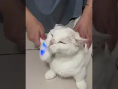 Внутренние специальные распылители для домашних животных для собак и кошек video