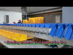 ماشین دسته بندی وزن مرغ 500-12000BPH برای تولید سفارشی کشتارگاه