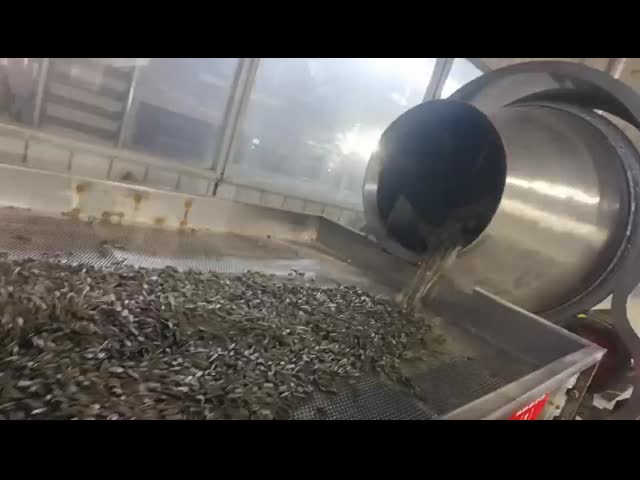 Roasted sunflower seeds processing site
