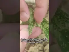 Eco Friendly Brassicaceous Vegetable Organic Insecticide SeNPV Powder Spray Broccoli Chinese Cabbage