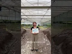 গ্রিন হাউস ভেন্টিলেটেড পিসি বোর্ড ডিজাইন টানেল গ্রিনহাউস সহ ধাতব ফ্রেম ফল