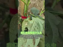 Natural bioinsecticide sprays for Maize Crops biopesticides used for management of maize