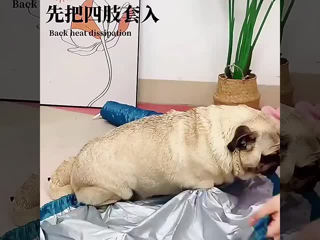 Pet drying bag blow Quick Drying Dog Drying Robe Hair Blowing Tool Quick Automatic Drying Hair Dryer