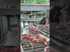 Plc Controlled Stainless Steel Continuous Sweet Potato Starch Processing Line