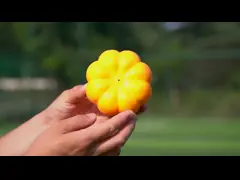 Large Pumpkin Dog Toy Ball Durable TPR Chewing Ball for Training and Teeth Cleaning