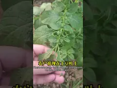 Natural IPM Pest Control Liquid For Maize Crops Fight Insect Pests 20g Per 15L Water Application