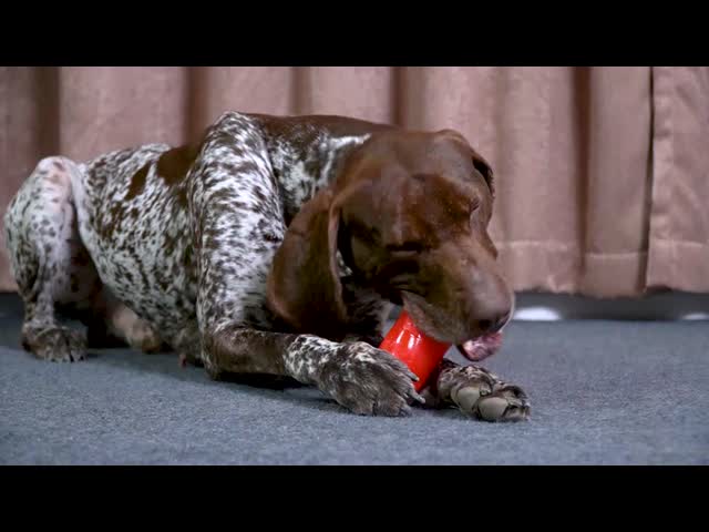 Squeaky Pet Dog Chew Toys Tough and Durable for Aggressive Chewers Fashionable Style