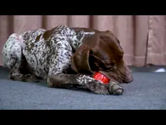 Squeaky Pet Dog Chew Toys Tough and Durable for Aggressive Chewers Fashionable Style