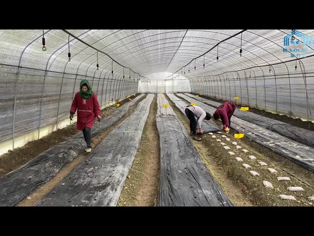 Galvanized Steel Frame Mushroom Farm Greenhouse with Plastic Film and Shade Net Cove video