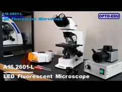 OPTO-EDU A16.2601 40x - 1000x LED Trinocular Fluorescence Microscope For Research / Learning