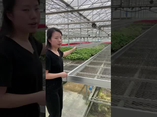 アルミ合金 鋼筋枠 温室用ローリングテーブル 総長> 7.5
