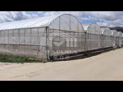 Hot Galvanized Steel Structure Tunnel Greenhouse For All-Season Farming Solutions