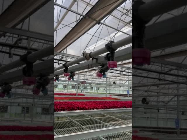 Сельскохозяйственная гидропонная система Multi-Span Venlo Стеклянная теплица по индивидуальному заказу