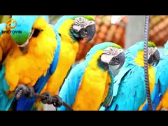 Wildlife Animal Model Toys 12 PCS Mini Tortoise Tree Frog Bullfrog Chameleon Elk Figurine Family Party Favors