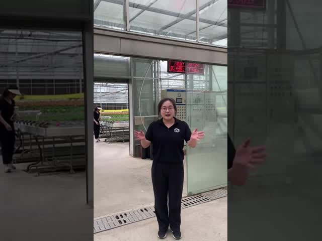 Agricultural Vegetable Green House Multi-span Tomato Greenhouse For Fruits Flower video