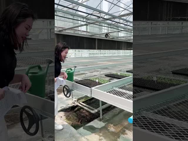 Quinta de sementes 4x8 bandejas de inundação mesas banco móvel de rolagem sistema de mesa de estufa cultivo
