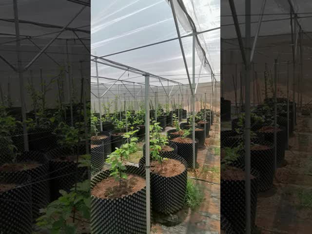 園芸 昆虫 網 家 花 栽培 用 の 鉄製 枠