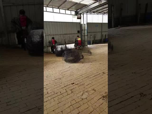 O preto recoze a cesta de fio da bola de raiz para árvores ou planta transportes de Rootball