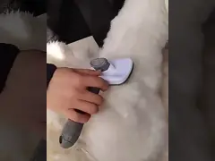 Verzorging Huisdier Kam Borstel Kattenpoot Huisdier Haarverwijder Roestvrij staal Borstels Honden Katten