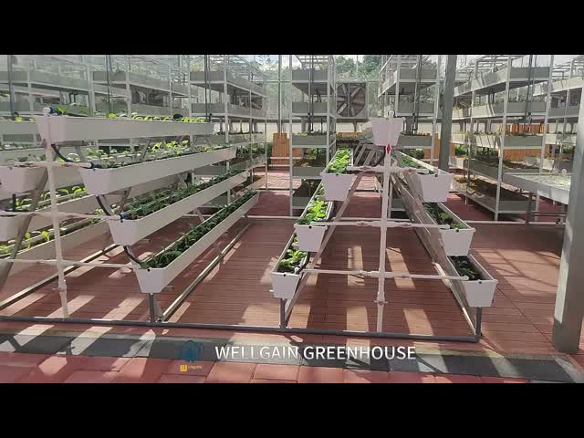 農場 垂直PVC NFT 谷の植え付け 農業 野菜栽培 谷