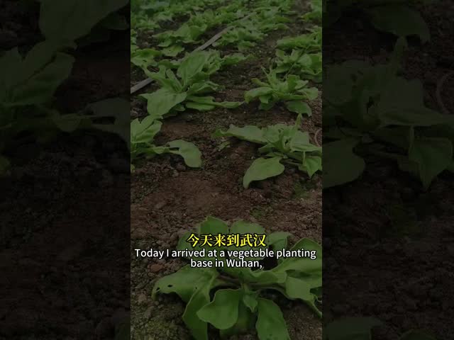 Insecto Virus Especial Bio Insecticida AcNPV Controlar Doenças de Vegetais Crucíferos