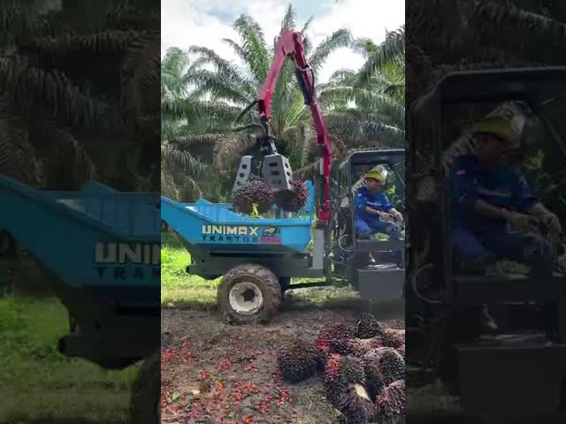 Exploração agrícola que colhe tratores de exploração agrícola pequenos compactos do trator do óleo de palma