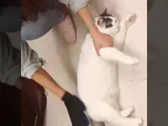 Silikon Huisdierenhaarverwijder Handschoen Blauwe Cat Brushing Handschoen Voor Kleine Dieren