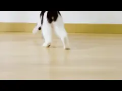 Huisdier Automatisch Smart Elektrisch Katten Speelgoed Interactief Katten Bal Speelgoed Spelgoed Katten ABS Rolling