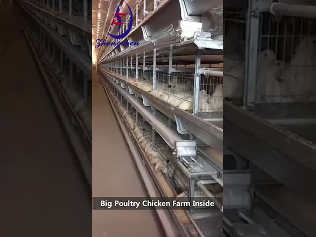 鶏飼育設備 層鶏ケージのためのクリーンブラシ