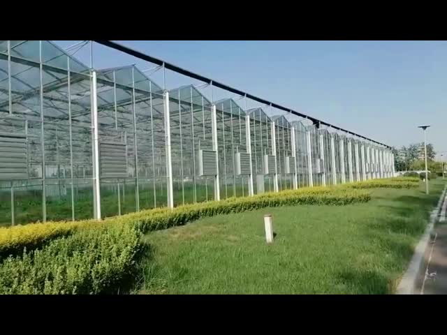Modular Estufas Agrícolas Para Venda Cúpula Roof Cover Film Side Cover Multi Span Pepino Alface Crescimento
