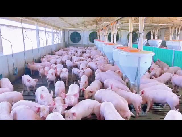 カスタマイズされた軽鋼枠ハウス,ガルバン化鋼鶏家