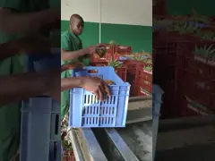 Pineapple Canning Production Line High Efficiency Fast Speed